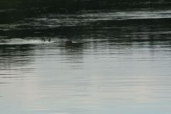 picture-0010